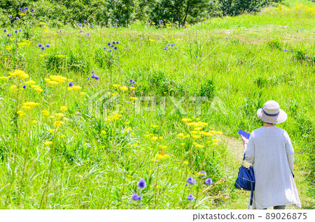 肥後台花。 Ominaeshi的花（肥後台公園）“旅遊勝地阿蘇五嶽的背景”阿蘇地區產山村 89026875