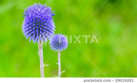 Wild species Higotai flower close-up "Sightseeing spot, Higotai Park" Ubuyama, Aso-gun 89026881
