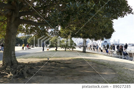 山下公園、山下町、中區、橫濱市風景公園石頭廣場節日廣場草坪廣場中央廣場等 山下公園、山下町、中區、橫濱市風景公園石頭廣場節日廣場草坪廣場中央廣場等 89027285