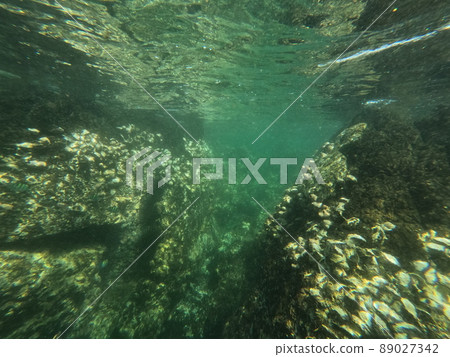 Amazing reef cleft underwater, big boulders dotted with seashells. High quality photo Amazing reef cleft underwater, big boulders dotted with seashells. High quality photo 89027342