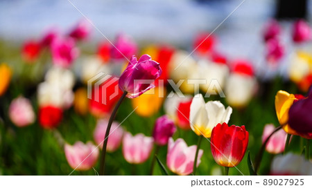 Tulip Nemophila / Hibiya Park 2022 89027925