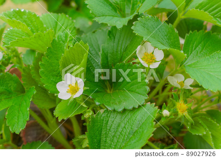 Strawberry flowers 89027926