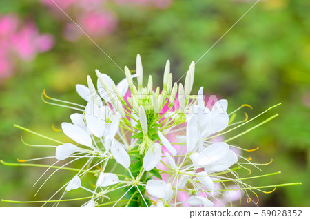 蜘蛛花(Tarenaya屬)“肥後台公園/旅遊勝地”阿蘇郡產山 蜘蛛花(Tarenaya屬)“肥後台公園/旅遊勝地”阿蘇郡產山 89028352