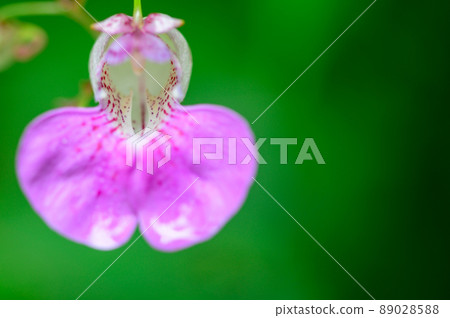 Yamabuki Springhead Flower / 特寫“100個精選的著名旅遊景點”阿蘇郡產山 89028588