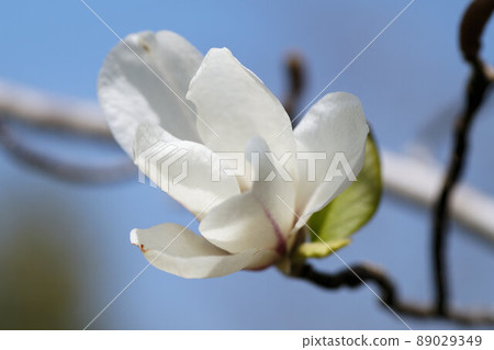 Anise magnolia flower spring April 89029349