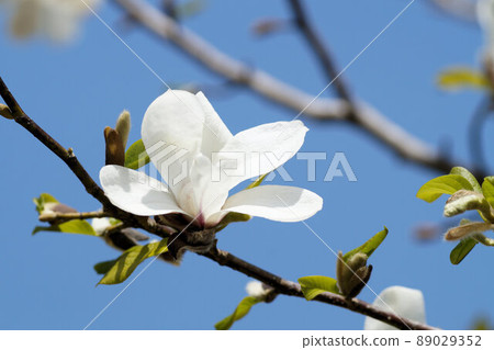 Anise magnolia flower spring April Anise magnolia flower spring April 89029352