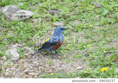 Isohiodori of Okinawa Isohiodori of Okinawa 89030237