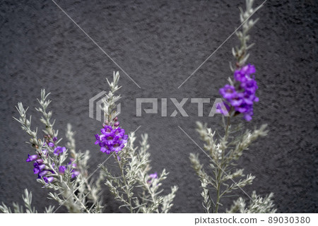 Eremophila with beautiful purple flowers 89030380