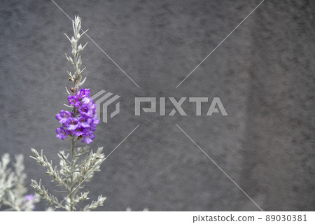 Eremophila with beautiful purple flowers 89030381