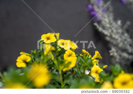 Petunia in a fashionable background 89030382