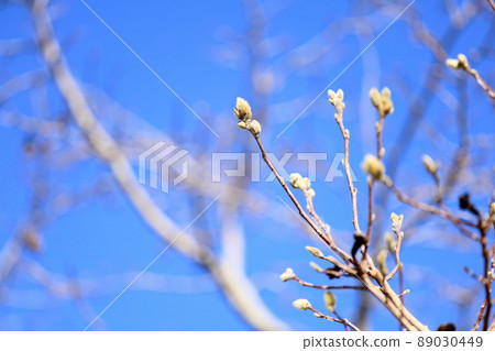 Flower bud of Shidecabushi Flower bud of Shidecabushi 89030449