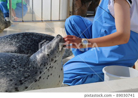 【福井縣越前松島水族館6月】海豹與飼養員的羈絆 89030741
