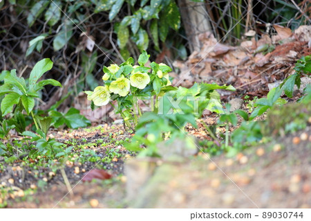 聖誕玫瑰鮮花 89030744