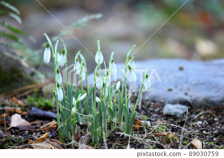 雪花蓮的花朵 89030759