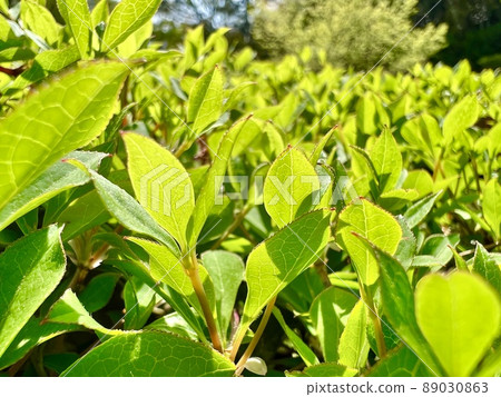 Refreshing, bright and bright fresh green leaves 89030863