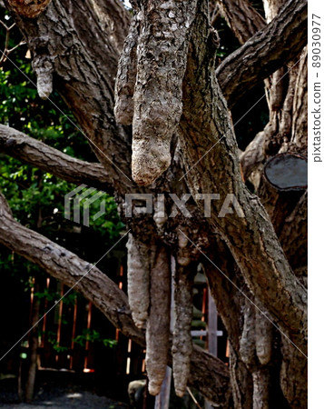 Scenery of Chichibu Shrine 89030977