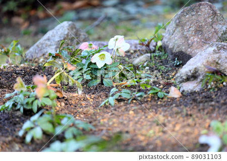 聖誕玫瑰鮮花 89031103