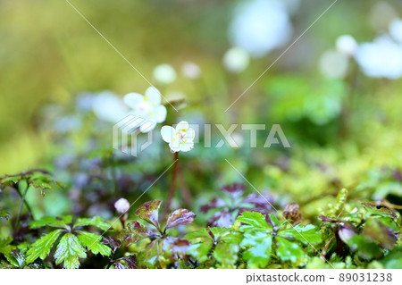 百草仁的花朵 89031238