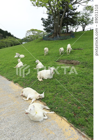 千葉南房總千葉縣奶牛養殖佐藤放牧山羊 89031318