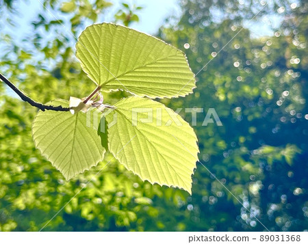 Beautiful leaves shining in the sunlight Beautiful leaves shining in the sunlight 89031368