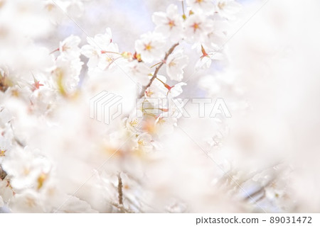 南部山健康運動公園 Sakura-3 89031472