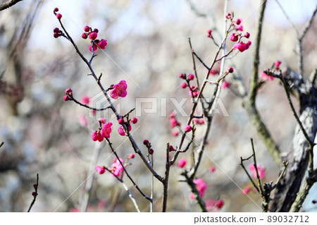 Red flower of flowers 89032712