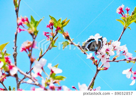 A butterfly called Ruri Tateha that sucks the nectar of the cherry blossoms of Yoshino cherry tree A butterfly called Ruri Tateha that sucks the nectar of the cherry blossoms of Yoshino cherry tree 89032857
