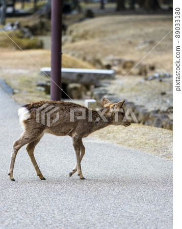 奈良公園的小鹿 奈良公園的小鹿 89033180