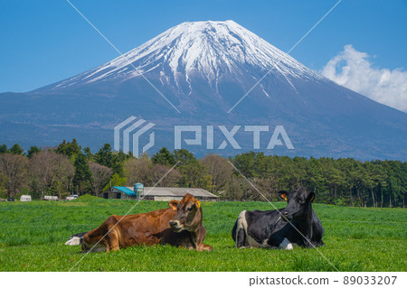 Asagiri Kogen in early summer 89033207