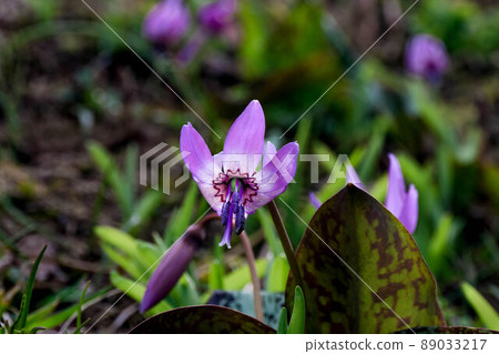 Erythronium flower backlit on the slope Erythronium flower backlit on the slope 89033217