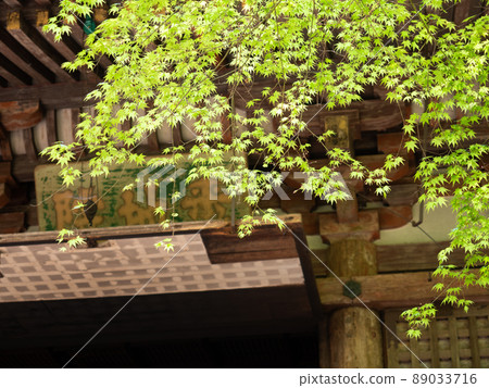 室柔寺大殿和楓 室柔寺大殿和楓 89033716