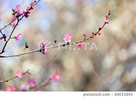 Plum blossom chick cloudy 89033893