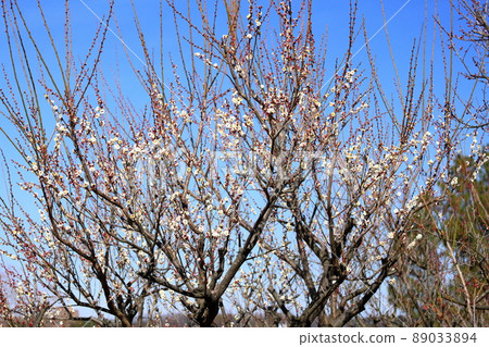 Plum blossoms white plum double 89033894
