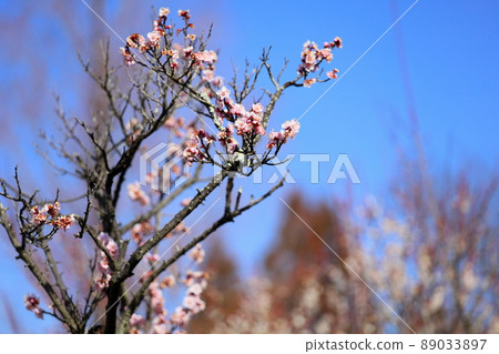Plum blossoms Red winter solstice 89033897