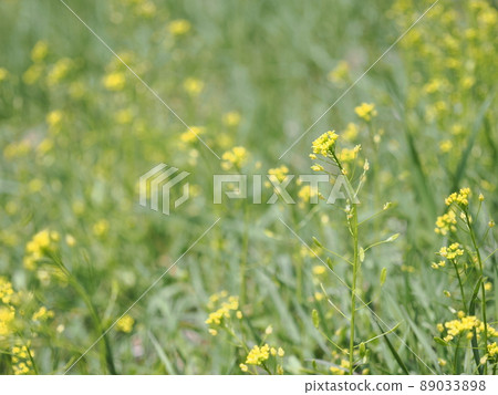 Flower of dogwood 89033898