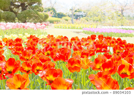 鬱金香盛開的花園 89034103