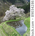 Cherry Blossoms	 89034286