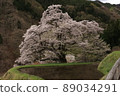 Cherry Blossoms	 89034291