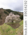 Cherry Blossoms	 89034292