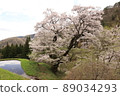 Cherry Blossoms	 89034293