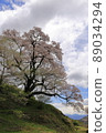 Cherry Blossoms	 89034294