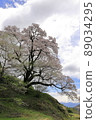 Cherry Blossoms	 89034295