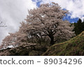Cherry Blossoms	 89034296