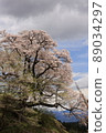Cherry Blossoms	 89034297