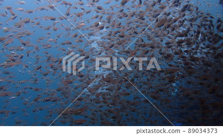 一群Nembutsudai 一群Nembutsudai 89034373