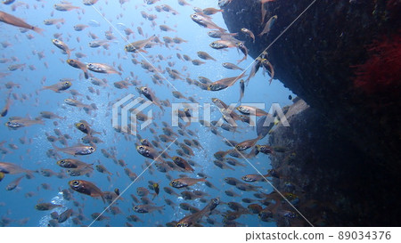 一群Nembutsudai 89034376