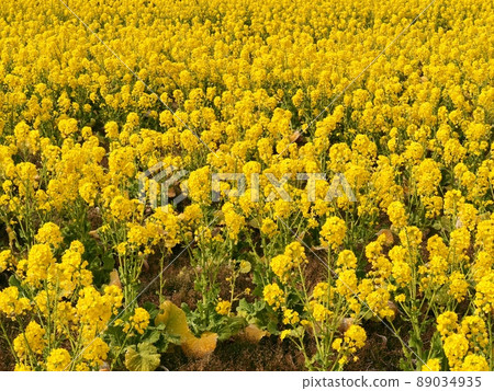 Rapeseed field 89034935