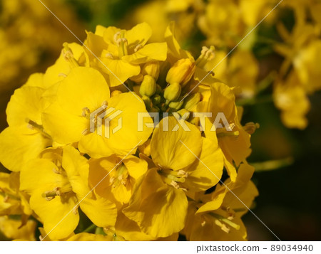 強姦開花 89034940