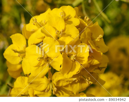強姦開花 強姦開花 89034942