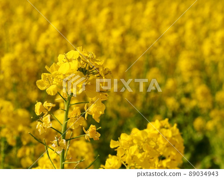 強姦開花 強姦開花 89034943